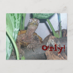 Postal o' ¡rly, O'rly!