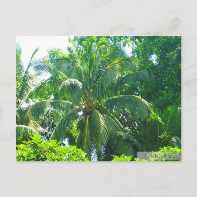 POSTAL OAHU, HAWAII #17 POSTCARD (Anverso)