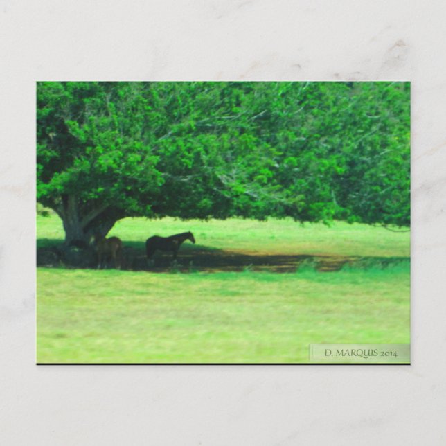 POSTAL OAHU, HAWAII #19 POSTCARD (Anverso)