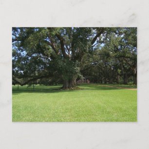 POSTAL OAK TREE