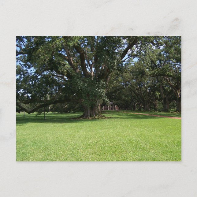 POSTAL OAK TREE (Anverso)