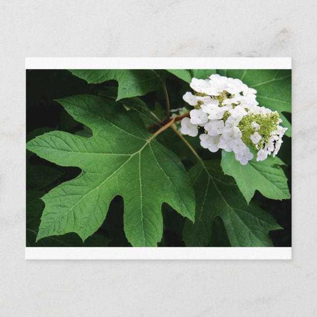 Postal "oakleaf hidrangea" por Coressel Productions (Anverso)