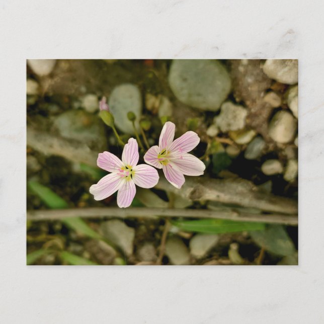 Postal Oakwoods Metropark Springwood (Anverso)