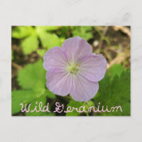 Oakwoods Metropark Wild Geranium con texto