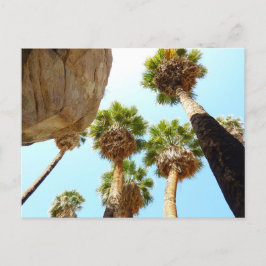 Postal Oasis Palms en el Parque Nacional Joshua Tree