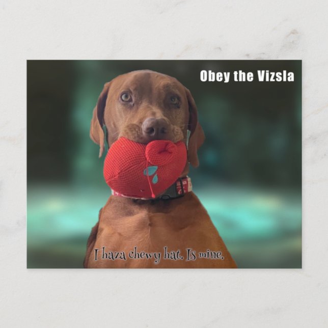 Postal Obedece a la Vizsla (Anverso)