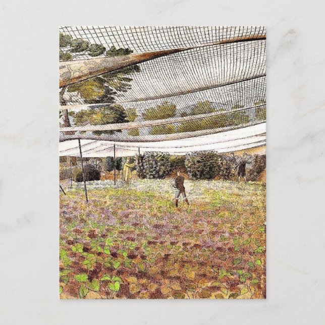 Postal Obra artística de Eric Ravilious, Nets de fresa, (Anverso)