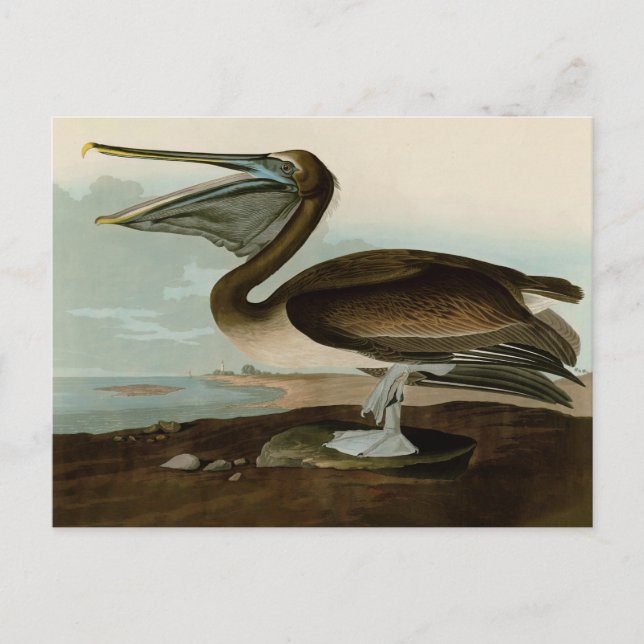 Postal Obra de arte de pelícano marrón de John James Audu (Anverso)