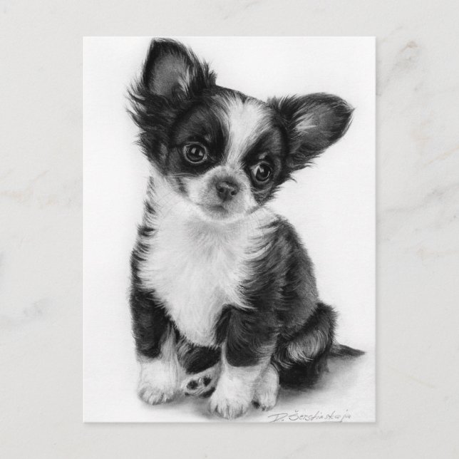 Postal Obra de arte de porras de Chihuahua dibujada a man (Anverso)
