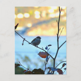 Postal Observación de aves