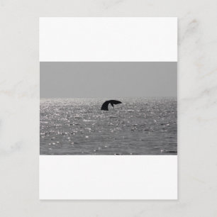 Postal Observación de ballenas - impresión de ballenas au