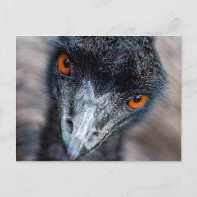 Postal Observación de Emu (Anverso)