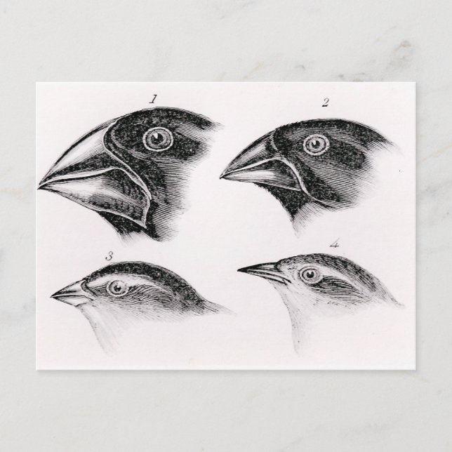 Postal Observaciones de aves de Darwin (Anverso)