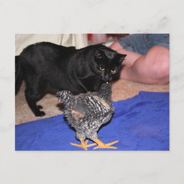 Postal Observadores (Anverso)