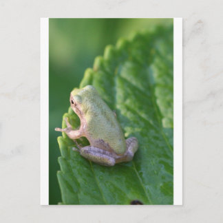 Postal Observando la puesta de sol