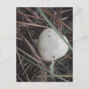 Postal OBX de hongo amarillo pálido
