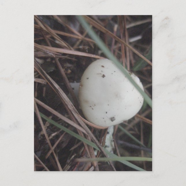 Postal OBX de hongo amarillo pálido (Anverso)