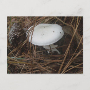 Postal OBX de hongos blancos