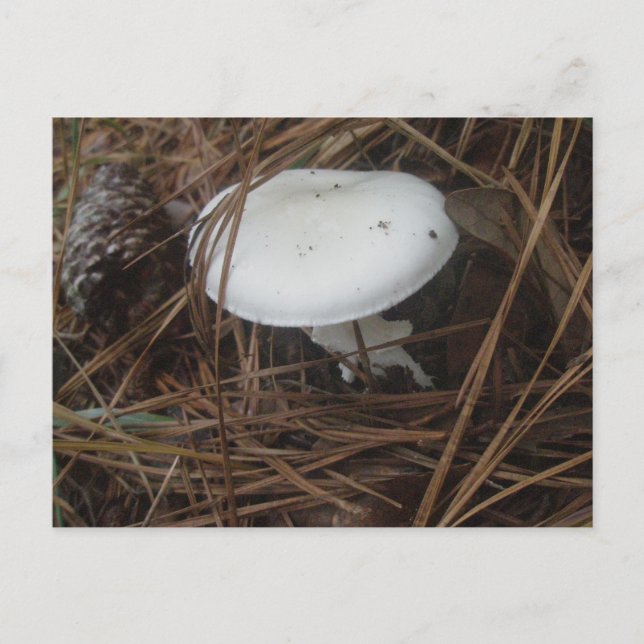 Postal OBX de hongos blancos (Anverso)