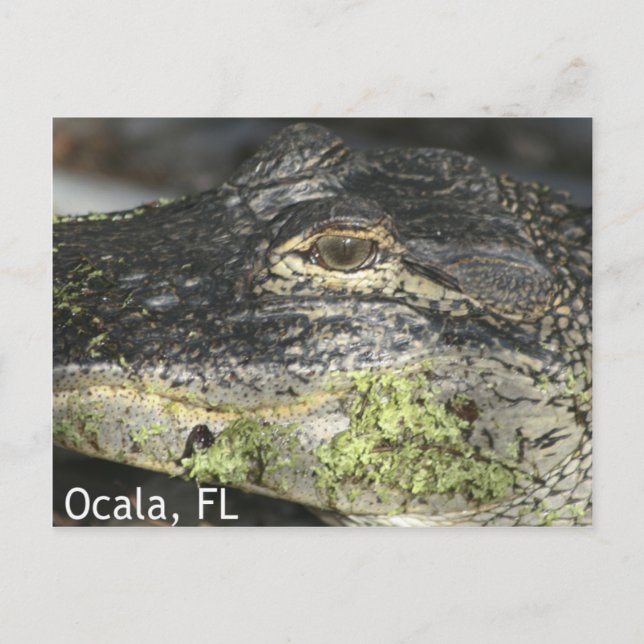 Postal Ocala Gator (Anverso)