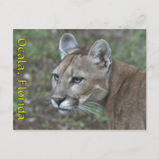 Postal Ocala Panther Postcard