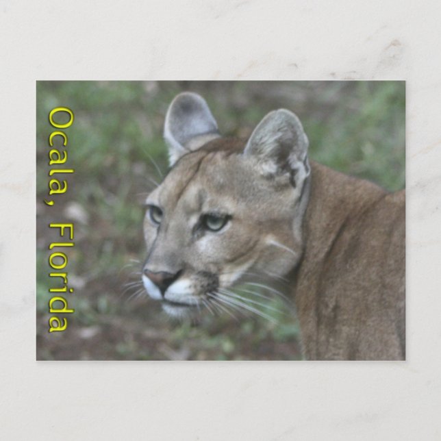 Postal Ocala Panther Postcard (Anverso)
