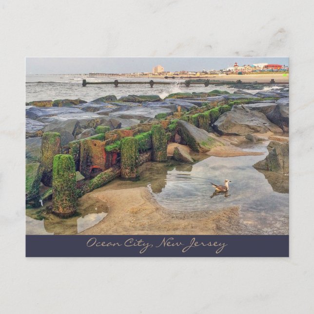 Postal Ocean City, New Jersey Post Card-Morning Swimmer (Anverso)