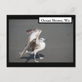 Postal Ocean Shores, Wa Seagull Wings Postcard