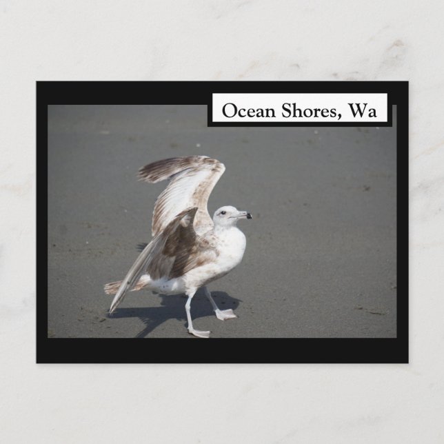 Postal Ocean Shores, Wa Seagull Wings Postcard (Anverso)