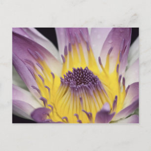 Postal Oceanía, Fiji, Púrpura Panamá Pacifica Nymphea