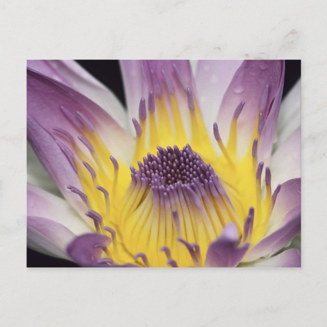 Postal Oceanía, Fiji, Púrpura Panamá Pacifica Nymphea (Anverso)