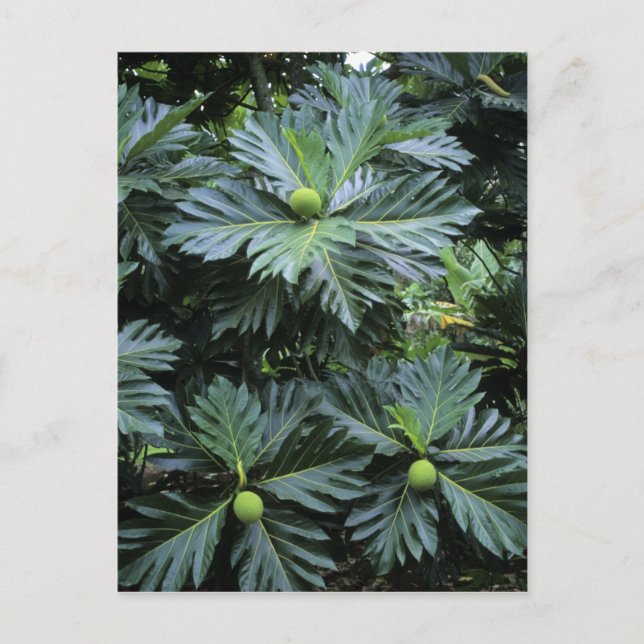 Postal Oceanía, Pacífico Sur, Polinesia Francesa, (Anverso)