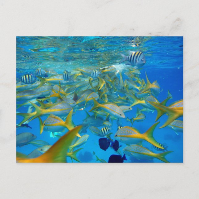 Postal Océano (Anverso)