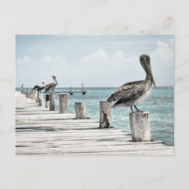 Postal Océano costero pelícano