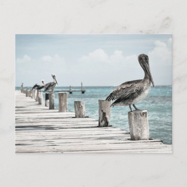 Postal Océano costero pelícano (Anverso)