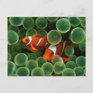 Postal Ocellaris Clowfish