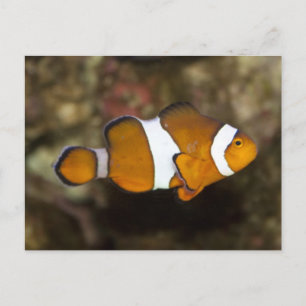 Postal Ocellaris Clowfish