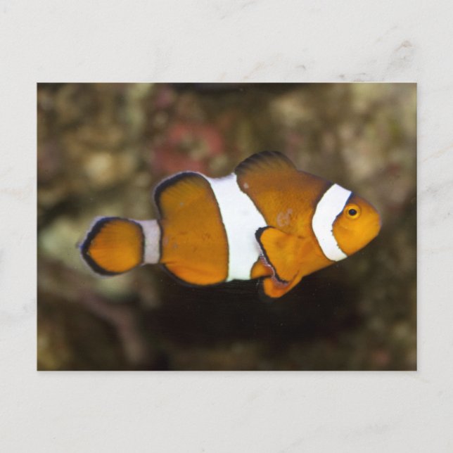 Postal Ocellaris Clowfish (Anverso)