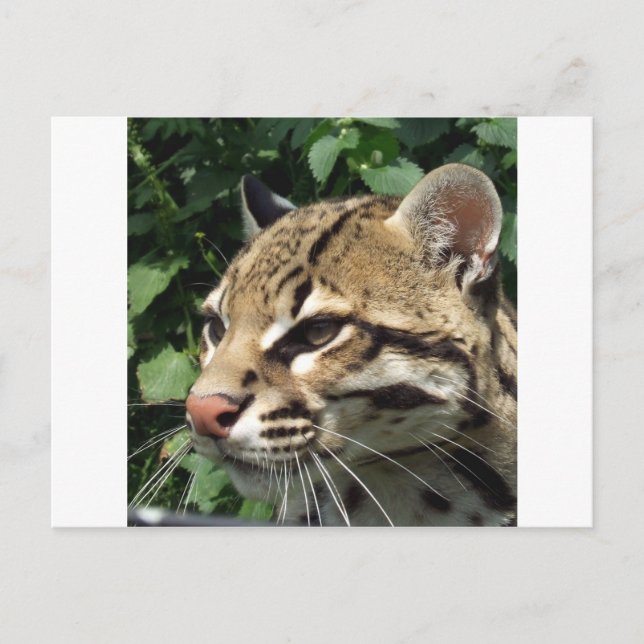 Postal Ocelot (Anverso)