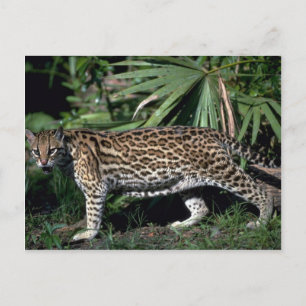 Postal Ocelot
