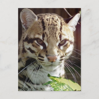 Postal Ocelot