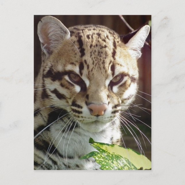 Postal Ocelot (Anverso)