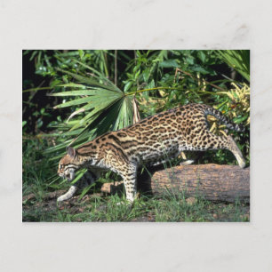 Postal Ocelot