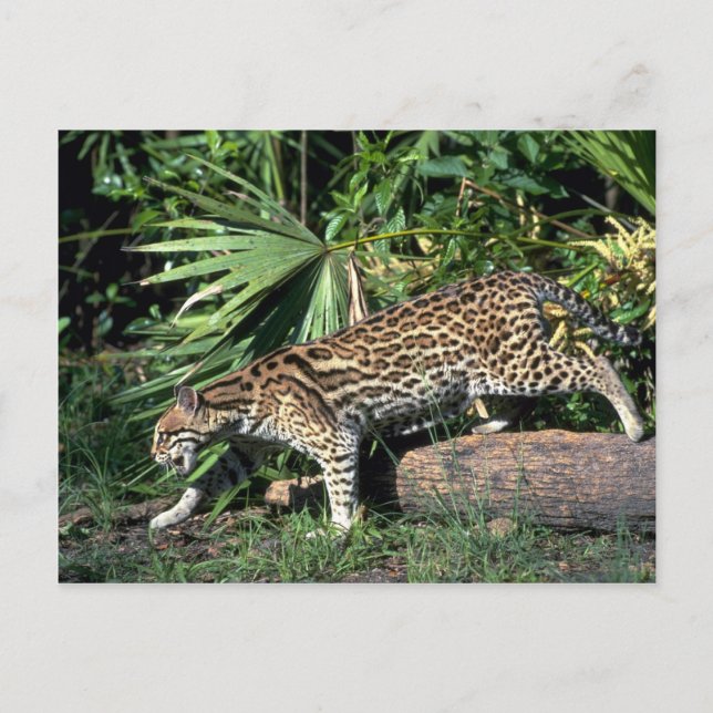 Postal Ocelot (Anverso)