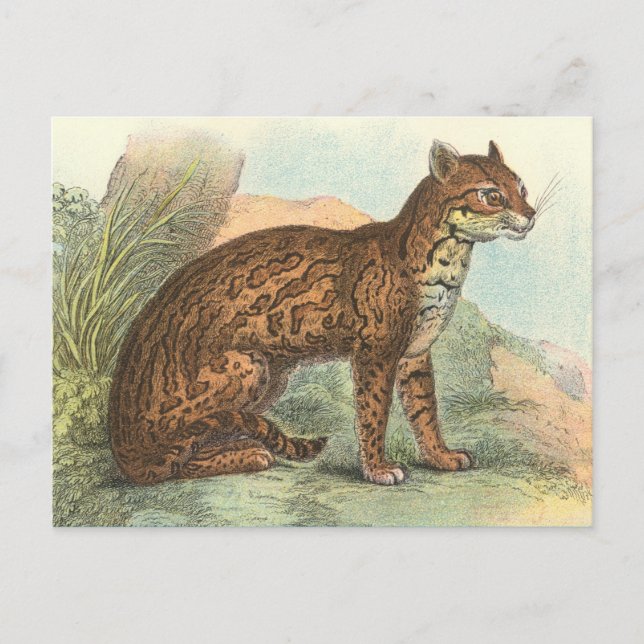Postal Ocelot (Anverso)