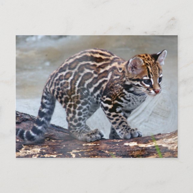 Postal ocelot baby4x6 (Anverso)