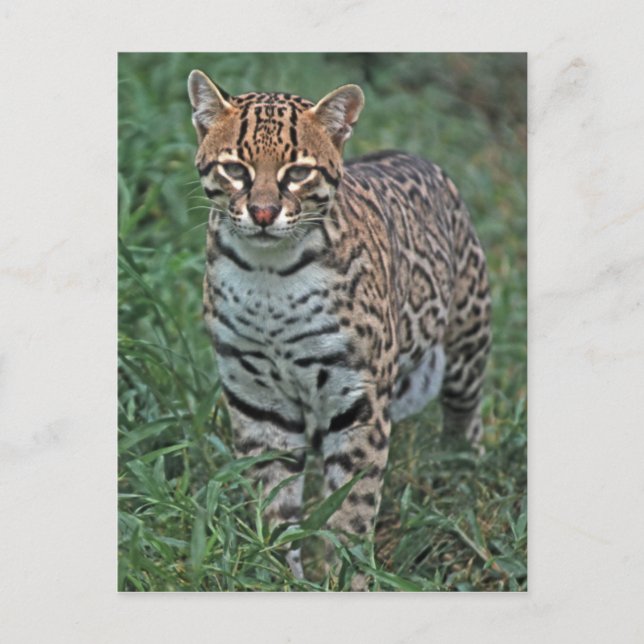 Postal OCELOT Leopardus pardalis) (Anverso)