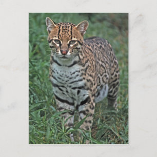 Postal OCELOT Leopardus pardalis)