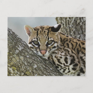 Postal Ocelot, pardalis del Felis, cautivo, hembra que