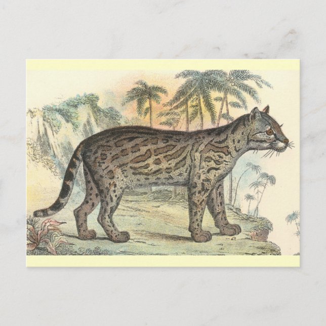 Postal Ocelot (variedad) (Anverso)